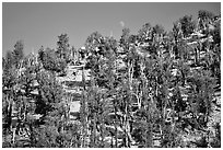 Bristlecone Pine forest, Methuselah grove, White Mountains. California, USA (black and white)