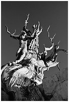 Bristlecone Pine tree, late afternoon, Discovery Trail, Schulman Grove. California, USA (black and white)