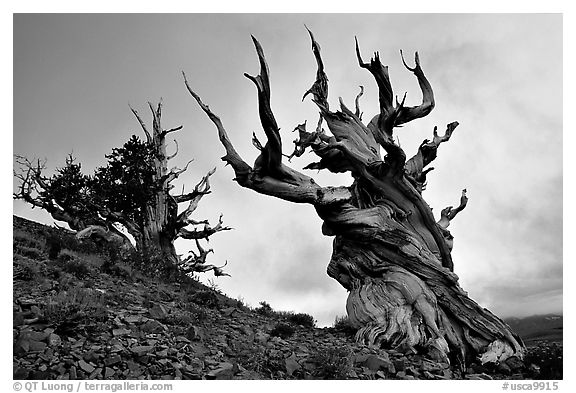 Gnarled Bristlecone Pine trees  at sunset, Discovery Trail, Schulman Grove. California, USA (black and white)