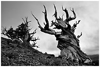Gnarled Bristlecone Pine trees  at sunset, Discovery Trail, Schulman Grove. California, USA (black and white)