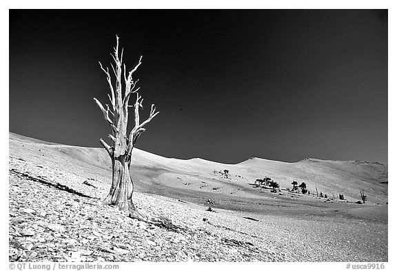 Lone Bristlecone Pine tree squeleton, Patriarch Grove. California, USA (black and white)