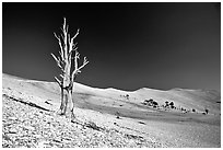 Lone Bristlecone Pine tree squeleton, Patriarch Grove. California, USA ( black and white)
