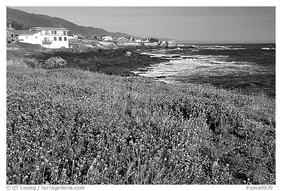 Wildflower field and village, Shelter Cove, Lost Coast. California, USA (black and white)