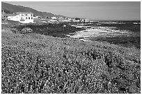 Wildflower field and village, Shelter Cove, Lost Coast. California, USA (black and white)