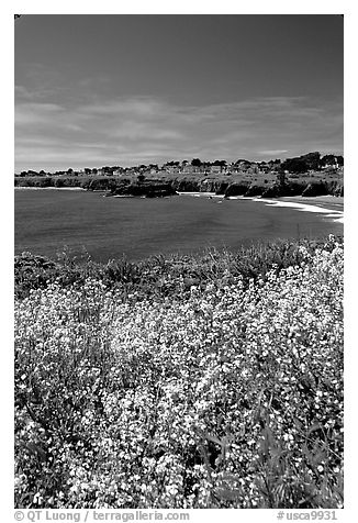 Spring wildflowers and Ocean. Mendocino, California, USA (black and white)