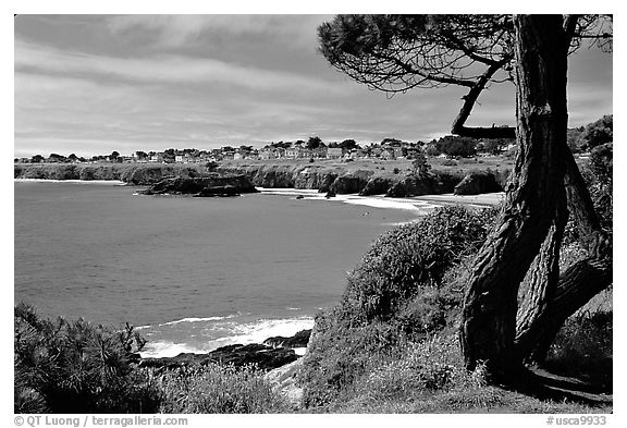 Tree and Ocean. Mendocino, California, USA (black and white)