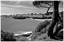 Tree and Ocean, Mendocino in the background. California, USA (black and white)