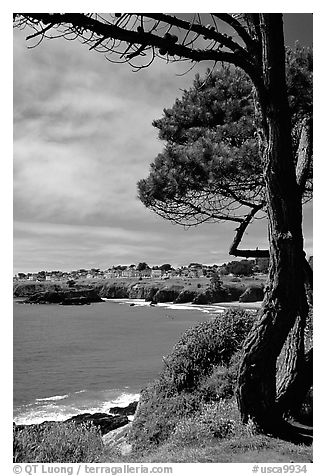 Tree, ocean, town on a bluff. Mendocino, California, USA (black and white)