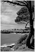 Tree, ocean, town on a bluff. Mendocino, California, USA ( black and white)