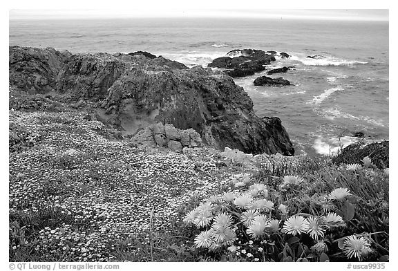 Pink iceplant and small yellow flowers on a coast bluff, Mendocino. Mendocino, California, USA (black and white)