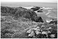 Pink iceplant and small yellow flowers on a coast bluff, Mendocino. California, USA (black and white)