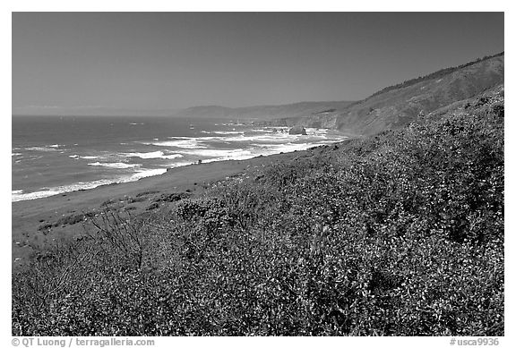 Purple wildflowers and Ocean near Fort Bragg. Fort Bragg, California, USA (black and white)