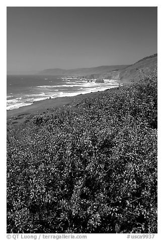 Purple wildflowers and Ocean near Fort Bragg. California, USA