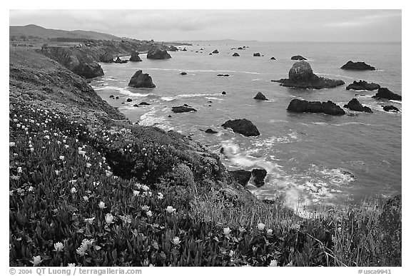 Iceplant and coast near Ocean View. Sonoma Coast, California, USA