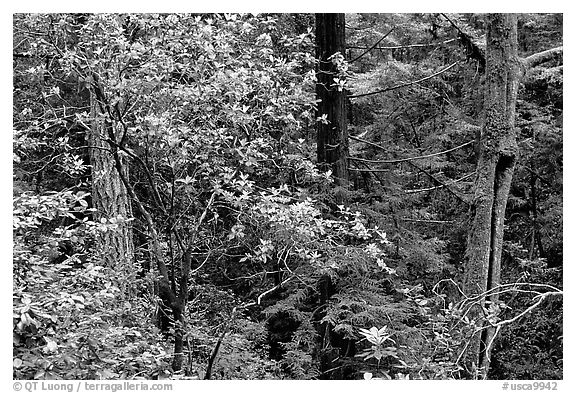 Rododendrons in Kruse Rododendron Preserve. Sonoma Coast, California, USA (black and white)