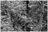 Rododendrons in Kruse Rododendron Preserve. Sonoma Coast, California, USA (black and white)
