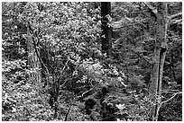 Rododendrons in Kruse Rododendron Preserve. Sonoma Coast, California, USA ( black and white)