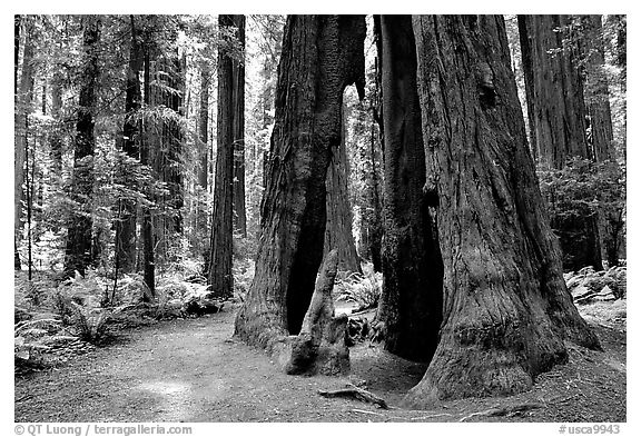 Hollowed tree, Humbolt Redwood State Park. California, USA