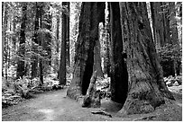 Hollowed tree, Humbolt Redwood State Park. California, USA (black and white)