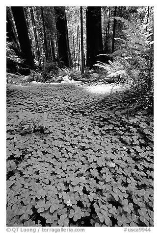 Redwood sorrel (Oxalis oreganum) and Redwoods, Humbolt Redwood State Park. California, USA (black and white)