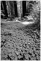 Redwood sorrel (Oxalis oreganum) and Redwoods, Humbolt Redwood State Park. California, USA (black and white)