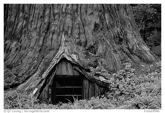 Tree House, a room inside the hollowed base of a living redwood tree,  near Leggett. California, USA (black and white)