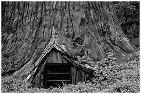 Tree House, a room inside the hollowed base of a living redwood tree,  near Leggett. California, USA ( black and white)