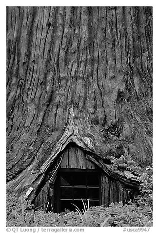 Tree House, a room inside the hollowed base of a living redwood tree,  near Leggett. California, USA