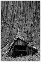 Tree House, a room inside the hollowed base of a living redwood tree,  near Leggett. California, USA ( black and white)
