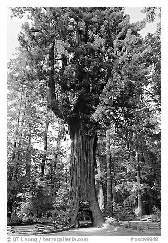 Drive-Through Chandelier Tree, Leggett. California, USA