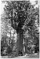 Drive-Through Chandelier Tree, Leggett. California, USA (black and white)