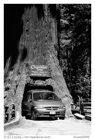 Van driving through the Chandelier Tree, Leggett, afternoon. California, USA (black and white)