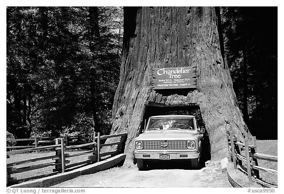 Truck driving through Drive-Through Tree, Leggett. California, USA