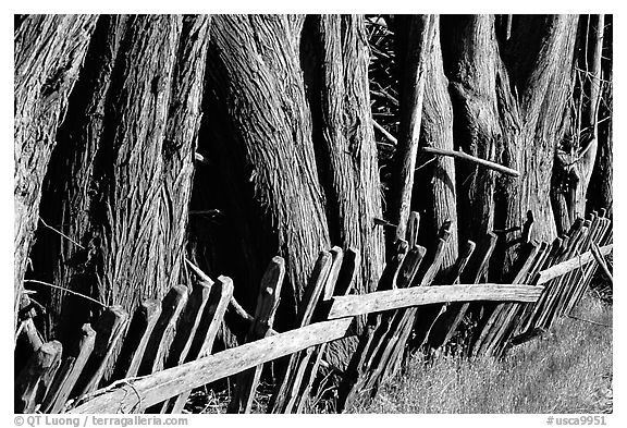 Old fence and trees, late afternoon. California, USA (black and white)