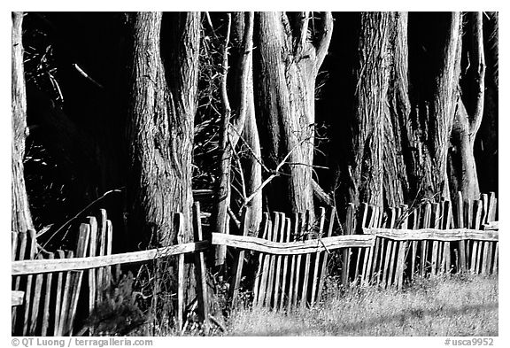 Old fence and trees, late afternoon. California, USA