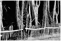 Old fence and trees, late afternoon. California, USA (black and white)