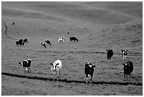 Cows in green pastoral lands. Point Reyes National Seashore, California, USA (black and white)