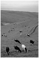 Cows in green pastures near Drakes Estero. Point Reyes National Seashore, California, USA (black and white)