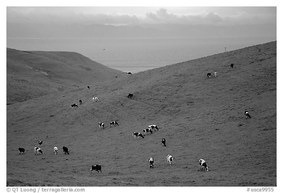 Cows on green hills near Drakes Estero. Point Reyes National Seashore, California, USA (black and white)