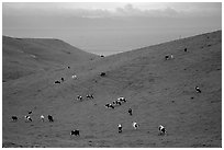 Cows on green hills near Drakes Estero. Point Reyes National Seashore, California, USA (black and white)