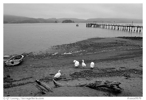 Ducks and Pier, Tomales Bay. California, USA (black and white)