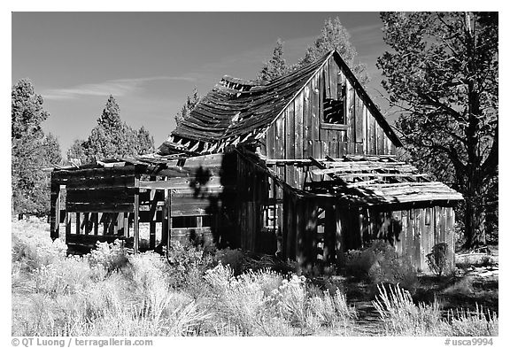 Abandoned wooden cabin. California, USA (black and white)