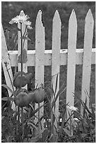 Flowers and white fence, Old Saybrook. Connecticut, USA (black and white)