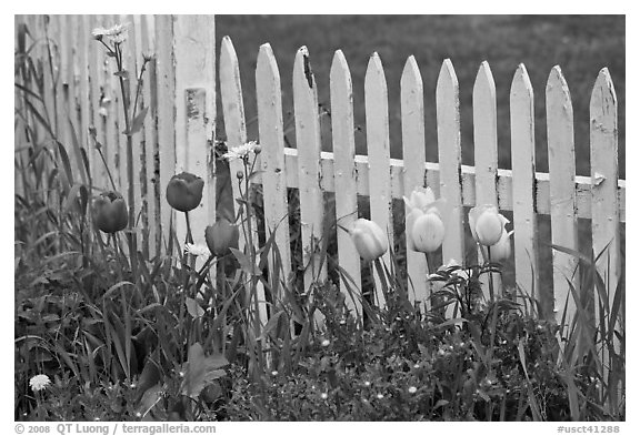 Tulips and white picket fence, Old Saybrook. Connecticut, USA (black and white)