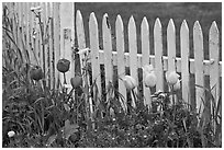 Tulips and white picket fence, Old Saybrook. Connecticut, USA ( black and white)