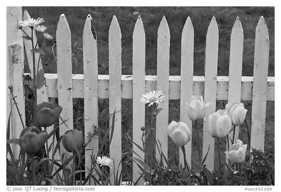 Yellow and red tulips, white picket fence, Old Saybrook. Connecticut, USA (black and white)