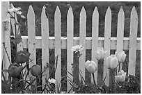 Yellow and red tulips, white picket fence, Old Saybrook. Connecticut, USA (black and white)