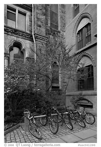 Redbud and bicycles in building corner. Yale University, New Haven, Connecticut, USA (black and white)