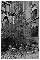Redbud and bicycles in building corner. Yale University, New Haven, Connecticut, USA (black and white)