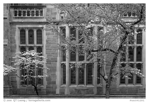 Spring leaves, blooms, and facade detail. Yale University, New Haven, Connecticut, USA (black and white)